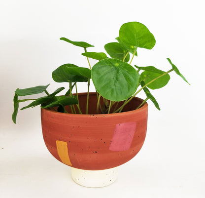Windsor Planter – 10cm Terracotta & White Ceramic Pot, Modern Indoor Plant Planter